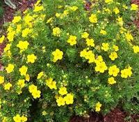 Лапчатка кустарниковая Кобольд (Potentilla fruticosa Kobold)