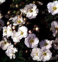 Лапчатка кустарниковая Сноуберд (Potentilla fruticosa Snowbird)