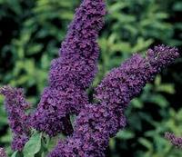 Буддлея давида Блэк Найт (Buddleja davidii Black Knight)