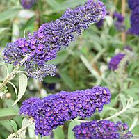 Буддлея давида Эмпайр Блю (Buddleja davidii Empire blue)