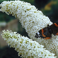 Буддлея давида Уайт Профьюжн (Buddleja davidii White Profusion)