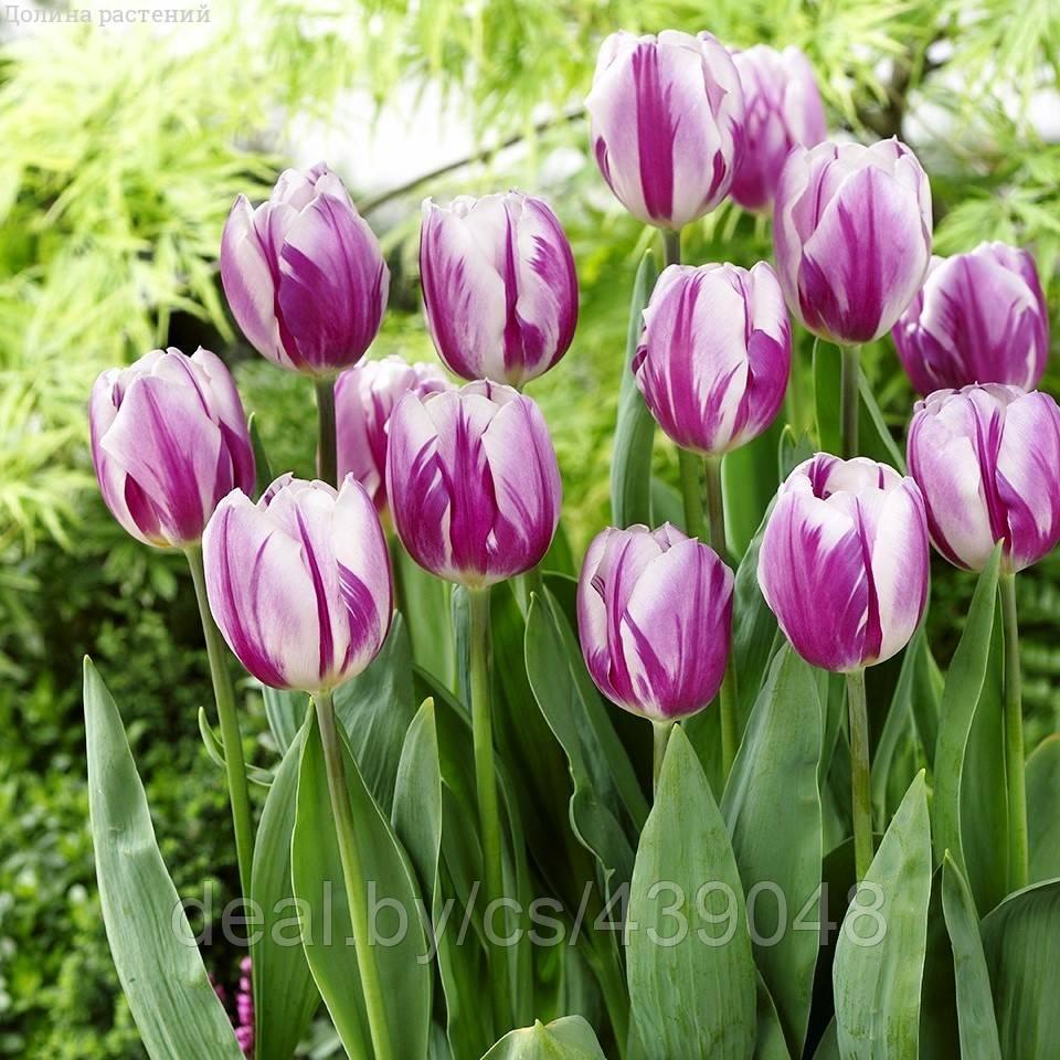 Holland Bulbs Тюльпан Флэминг Флэг (ID101615991), цена 15.12 руб