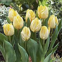 Holland Bulbs Тюльпан Санни Принц