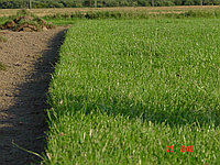 Рулонный газон с укладкой сетки от кротов и гарантией