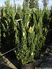 Можжевельник 'Stricta variegata', фото 2