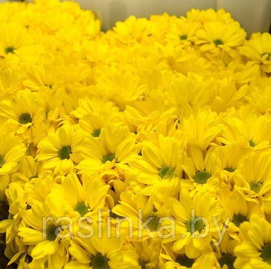 Хризантема кустовая Авизо желтая - фото 1 - id-p101882807