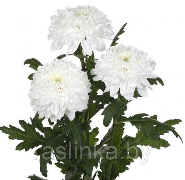 Хризантема Одноголовая Зембла белая - фото 1 - id-p101882851