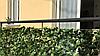 Изгородь с листьями DIVY LAURUS PLUS 3D 1х3м., фото 4