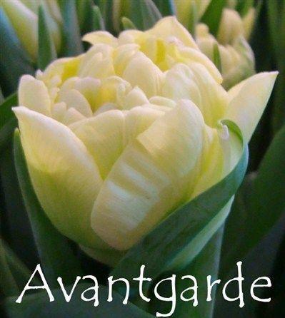 Луковицы голландских тюльпанов - фото 3 - id-p82753400