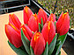 Луковицы голландских тюльпанов, фото 5