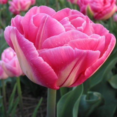 Луковицы голландских тюльпанов - фото 1 - id-p82753400