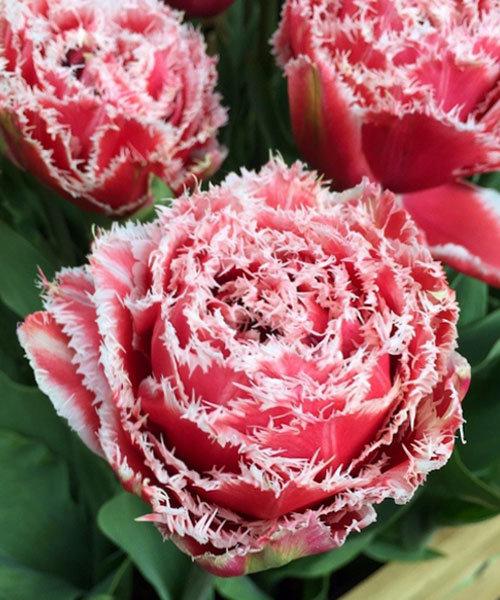 Луковицы бахромчатых тюльпанов - фото 5 - id-p76285453