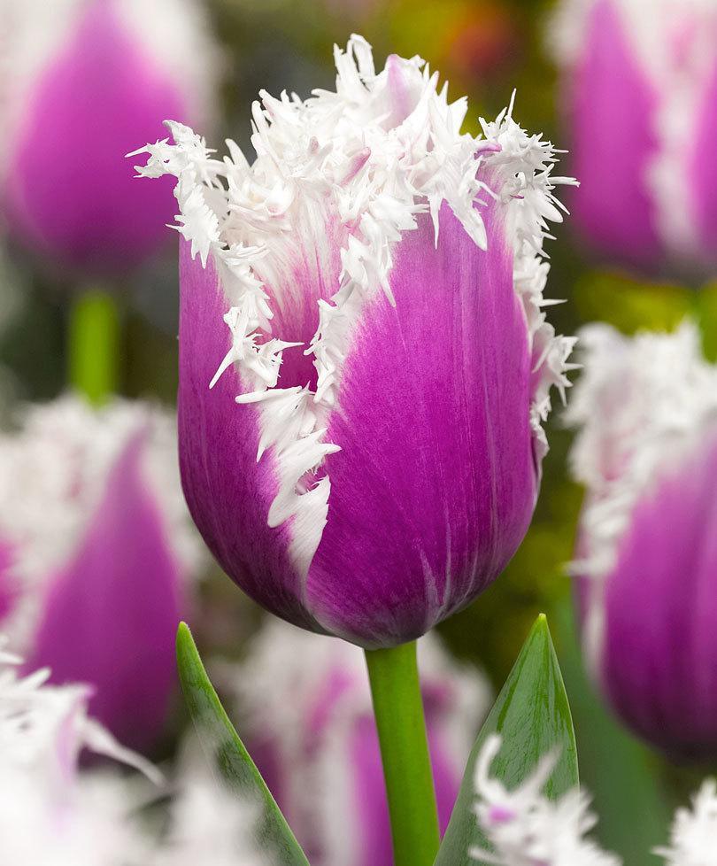 Луковицы бахромчатых тюльпанов - фото 7 - id-p76285453