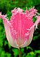 Луковицы бахромчатых тюльпанов, фото 8