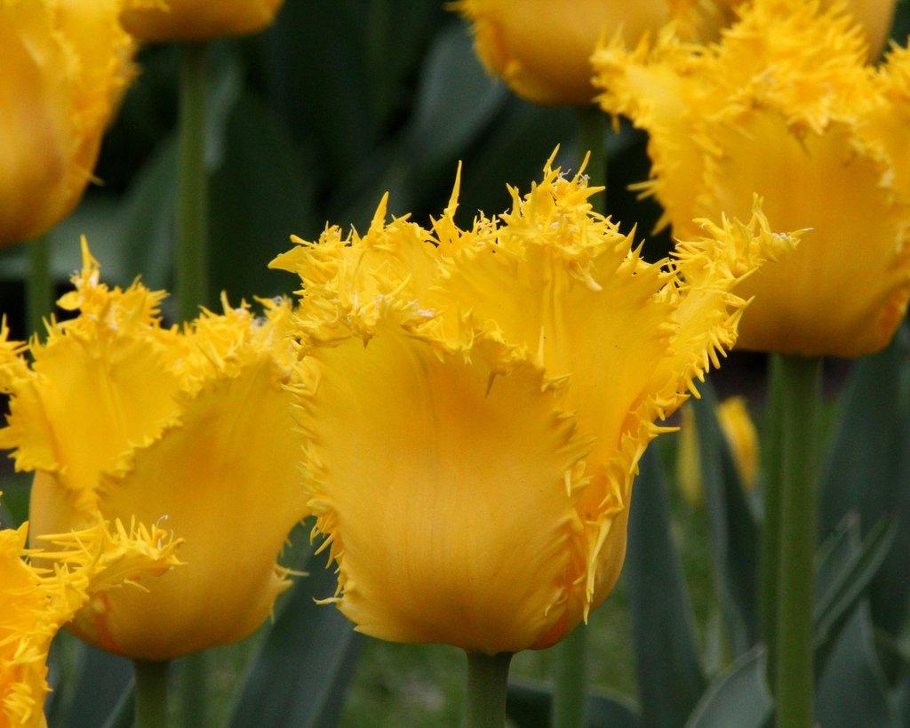 Луковицы бахромчатых тюльпанов - фото 9 - id-p76285453