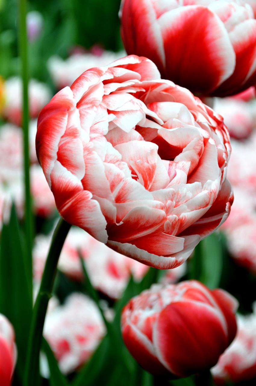 Луковицы пионовидных тюльпанов - фото 1 - id-p76285447