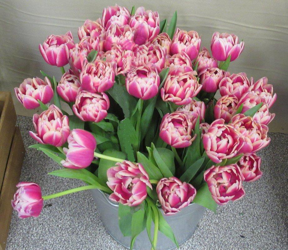 Луковицы тюльпанов Колумбус - фото 3 - id-p77028704