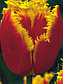 Луковицы тюльпанов Fabio, фото 6