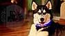 Светящийся ошейник для собак (3 режима) Glowing Dog Collar Черный S (MAX 40 sm), фото 4