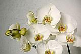 3Д Фотообои "Белая орхидея на нежном фоне", фото 8