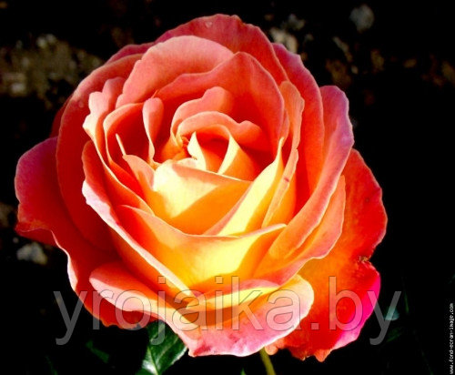 Кусты роз Луи де Фюнес №35