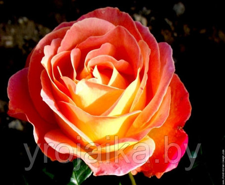 Кусты роз Луи де Фюнес №35, фото 2