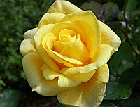 Роза Папилон №47