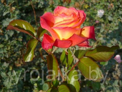Роза Утопия №25, фото 2