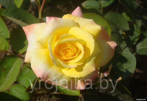 Роза Солнышко №16, фото 2