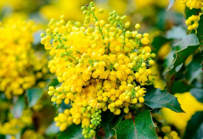 магония (Mahonia)