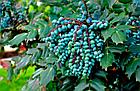 магония (Mahonia), фото 2