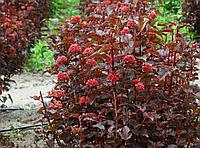 Пузыреплодник калинолистный Леди ин Ред (Physocarpus opulifolius Lady in Red)