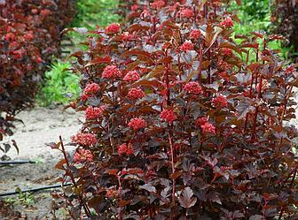 Пузыреплодник калинолистный Леди ин Ред (Physocarpus opulifolius Lady in Red)