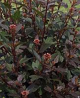 Пузыреплодник калинолистный Little Joker (Physocarpus opulifolius "Little Joker)