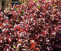 Пузыреплодник калинолистный Рэд Компакт (Physocarpus opulifolius Red Compact)