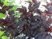 Пузыреплодник калинолистный Midnight Jonight (Physocarpus opulifolius MIDNIGHT Jonight)