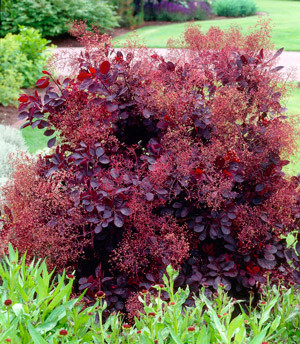 Скумпия кожевенная Роял Пурпл (Cotinus coggygria Royal Purple) - фото 1 - id-p103037907