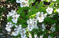 Дейция шершавая Прайд оф Рочестер (Deutzia crenata Pride of Rochester)