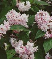 Дейция гибридная Пинк Пом-Пом (Deutzia x hybrida Pink Pom-Pom)