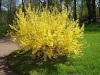 Форзиция промежуточная Голдраш (Forsythia Goldrausch)