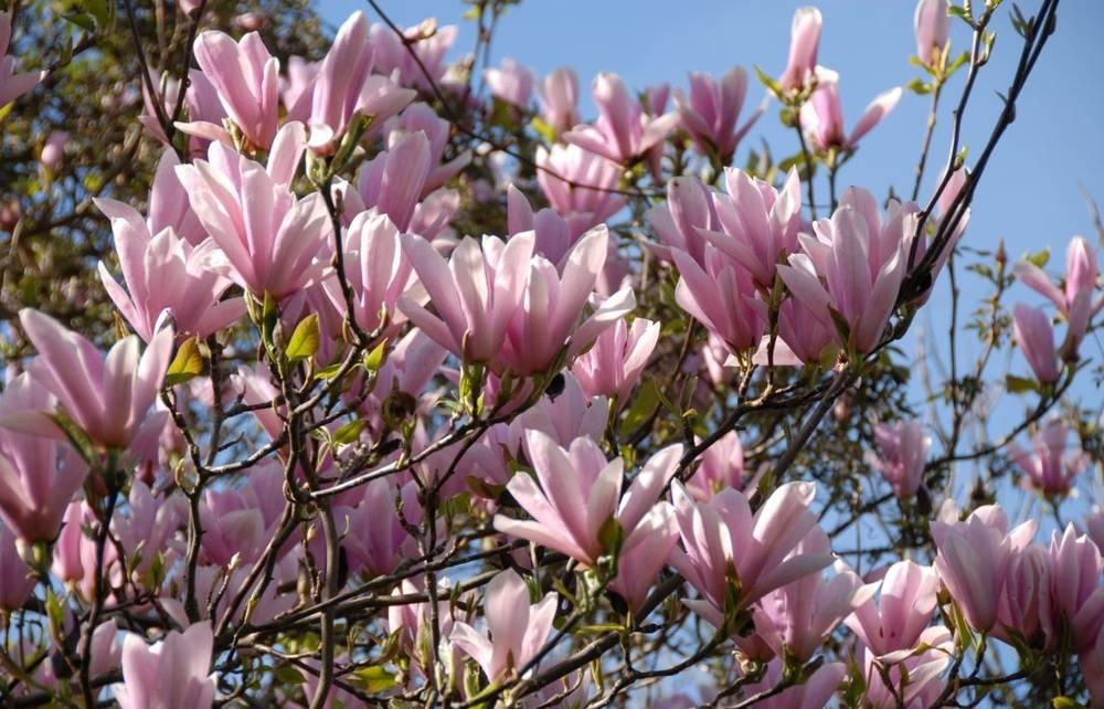 Магнолия Хевен Сцент (Magnolia Heaven Scent) - фото 1 - id-p103038201