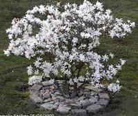 Магнолия звездчатая Роял Стар (Magnolia stellata)