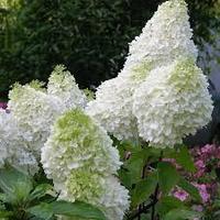 Гортензия метельчатая Кандллайт (Hydrangea paniculata Candelight)