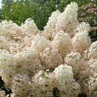 Гортензия метельчатая Бобо (Hydrangea paniculata Bobo)