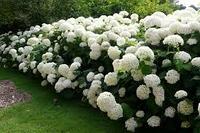 Гортензия метельчатая Аннабэль (Hydrangea paniculata Annabelle)