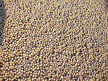 Семена сои, не ГМО, 50 кг