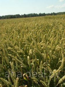 Семена пшеницы сорт ДАРЬЯ - фото 1 - id-p103081496