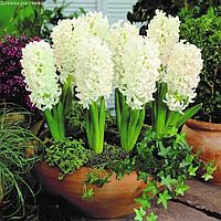 Holland Bulbs Гиацинт Карнеги