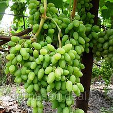 Долина растений Виноград Тимур
