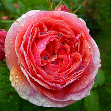 Розы Шрабы